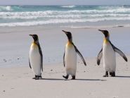 VP8KVA Falkland Islands
