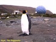Nick Allen Pinguinator