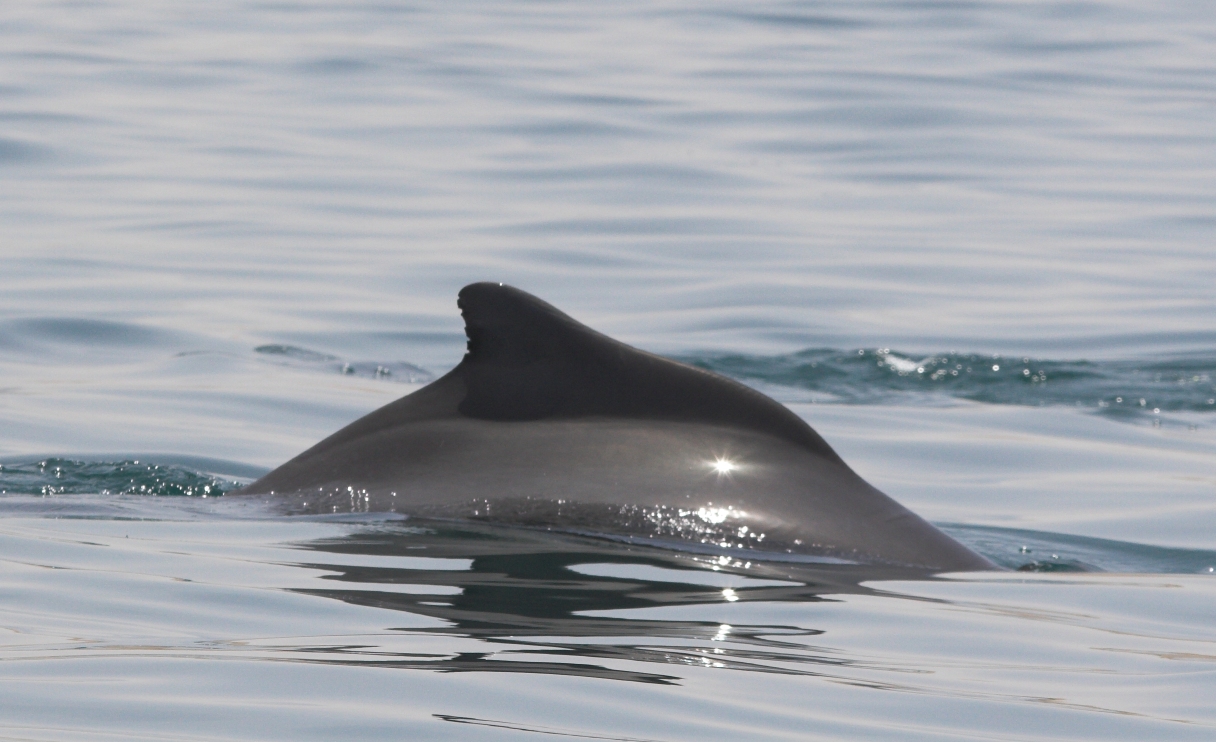 Angola DX News D2AM Dolphin