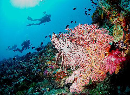 Palau Islands T88TF