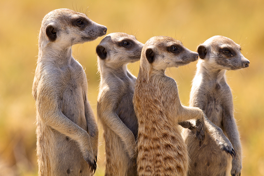 Botswana A25UK DX News Meerkat, Ntwetwe Pan.