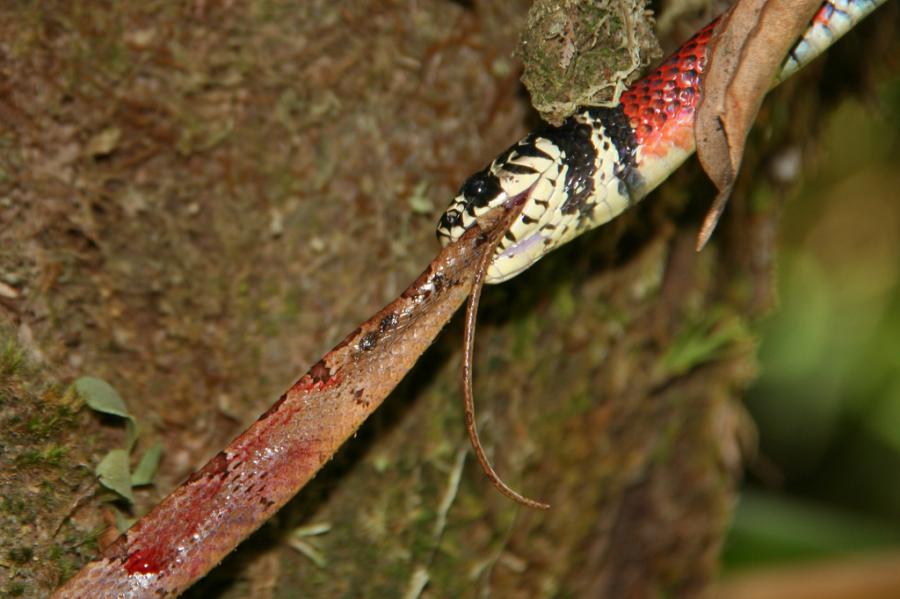 Коста Рика TI5/AB2E Туристические достопримечательности Коралловая змея поедает другую змею, Фортуна, Алахуела.