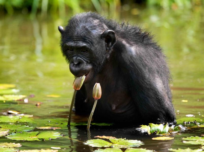 Демократическая Республика Конго 9Q0HQ/3 Туристические достопримечательности Бонобо.
