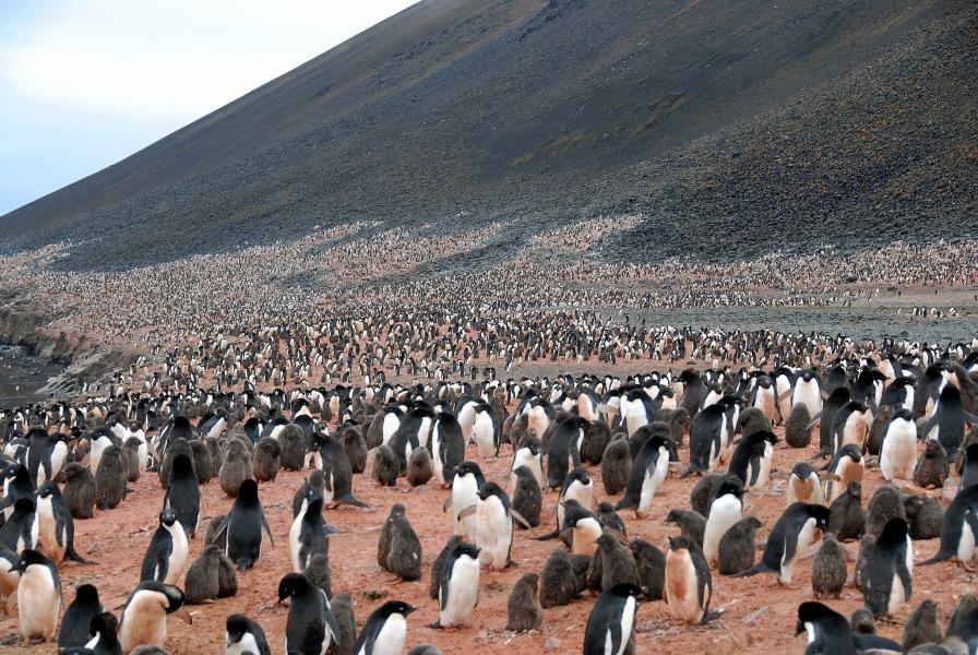 Колония пингвинов Адели, Земля Адели, Антарктида. FT3YL DX Новости