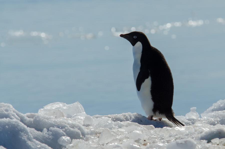 Одинокий пингвин Адели, Земля Адели, Антарктида FT3YL Туристические достопримечательности 