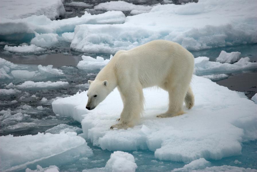 Гренландия OX/OZ1LXJ Туристические достопримечательности Белый медведь