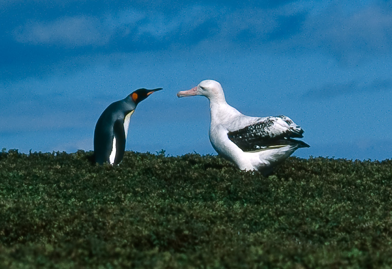 Острова Кергелен FT5XT Туристические достопримечательности Странствующий альбатрос и королевский пингвин