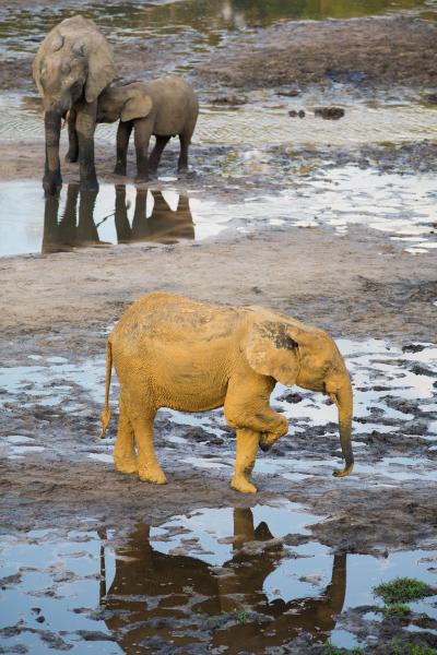 Центрально Африканская Республика TL0A Туристические достопримечательности Желтый слон Дзанга Баи