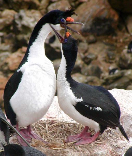 Falkland Islands VP8DPK DX News Imperial Cormorants.
