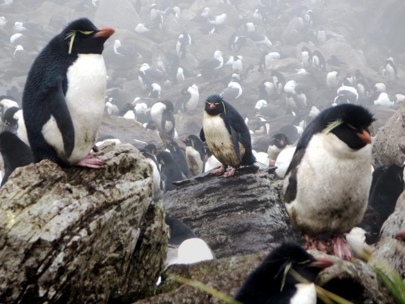 Фолклендские острова VP8DPK Пингвины - скалолазы Рокхоппера. 