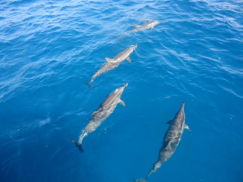Остров Фернанду ди Норонья PY0F/PV8IG Туристические достопримечательности Бая дос Поркос Дельфины.