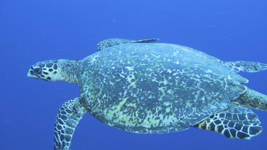 Остров Корор T88WM Палау Туристические достопримечательности Морская черепаха.