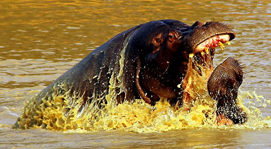 Мозамбик C91CCY DX Новости Битва бегемотов на реке Капама.