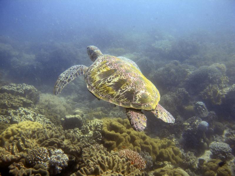 Остров Негрос Висайские острова 4F7OC Туристические достопримечательности Зеленая черепаха.