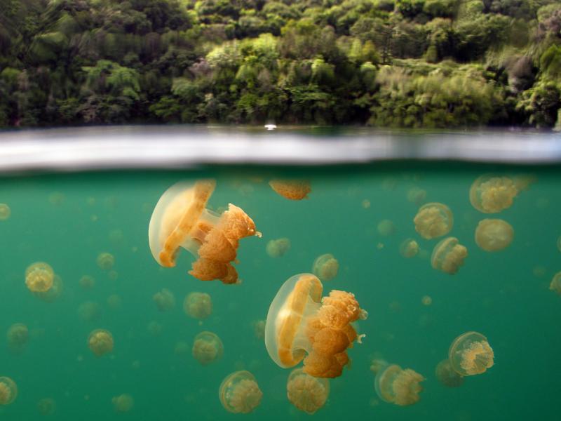 Палау T88AX Туристические достопримечательности Озеро медуз. 