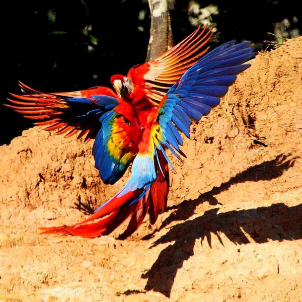 Перу OA4O Туристические достопримечательности Попугаи Ара Центр дикой природы Ману.