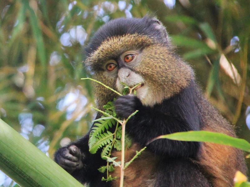 Руанда 9X2AW DX Новости Золотистая обезьяна, Национальный парк Вулканов.