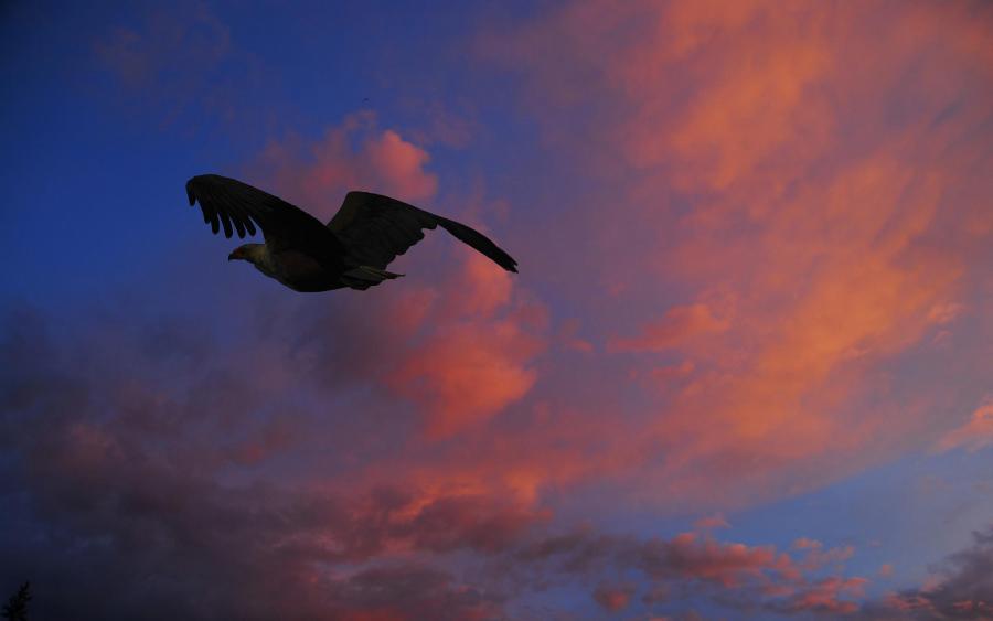 Руанда 9XB954 DX Новости Африканский орел рыболов Национальный парк Акагера. 