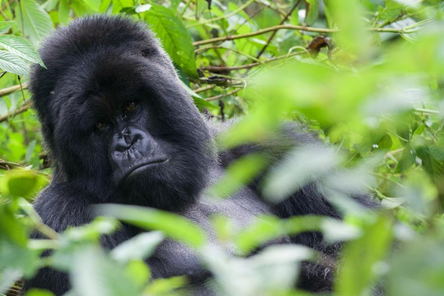 Руанда 9XB954 Серебристая горилла.