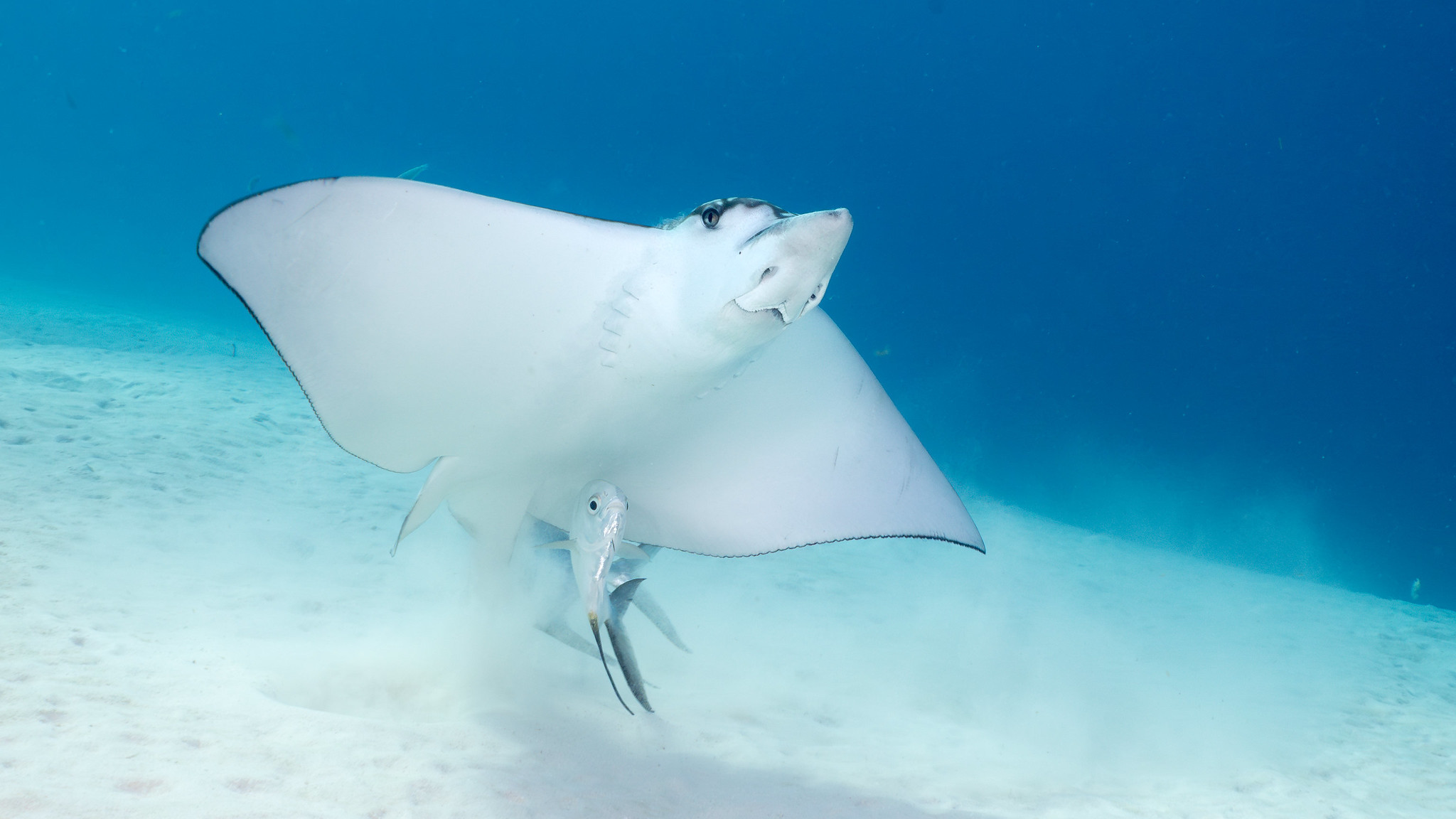 PJ4JA Bonaire Island