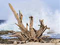 pj4w0ld-pj4n0jk-bonaire.jpg