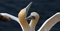 dl1axx-p-helgoland.jpg