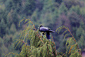 a52ic-bhutan.jpg