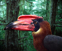 du1s-balut.jpg