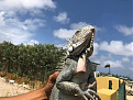 pj4g-bonaire-iguana-4.jpg