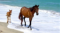 np3vi-vieques.jpg