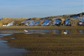w3fox-m-assateague.jpg