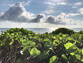 n1dc-4-hutchinson-island.jpg