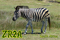 zr2a-south-africa-qsl.jpg