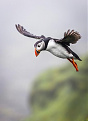 oyla9dl-faroe.jpg