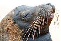 hc8-kf8un-galapagos-islands.jpg