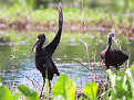 4s7rwn-boralegamuwa-sri-lanka.jpg