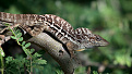 pj2-ko8sca-curacao.jpg