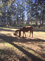 vk2x-rawdon-island-australia.jpg