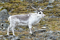 jw-hi8rd-svalbard.jpg