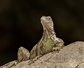 zf2aa-cayman-islands.jpg