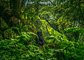 9x9pj-p-rwanda.jpg