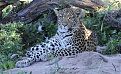 a25sx-botswana.jpg
