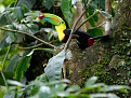 ti1e-hotillo-costa-rica.jpg