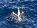 pj2-iw7dec-curacao.jpg