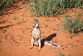 v51-dh3wo-namibia.jpg