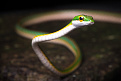 fy-dl4ea-french-guiana.jpg