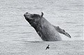 kl7-nd8dx-alaska.jpg