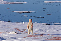 jw-dm6ma-svalbard.jpg