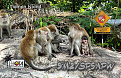 9m2-sp5apw-tioman-island-qsl.jpg