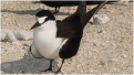 kh1kh7z-baker-tern.jpg.png